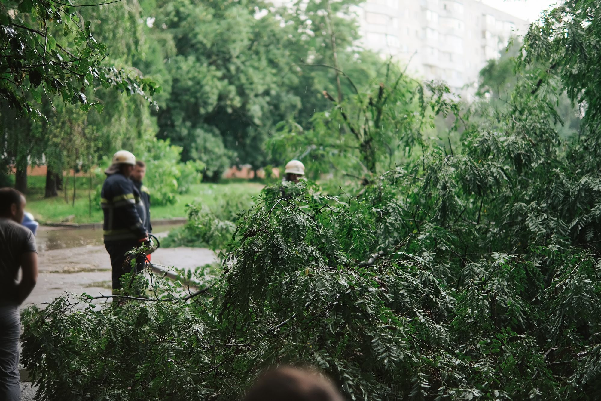 Workers assess a downed tree blocking the road