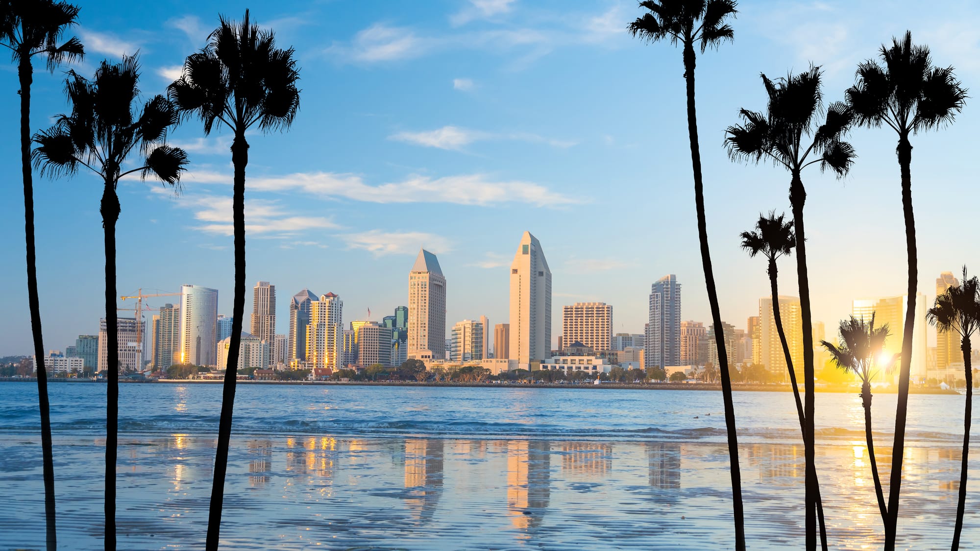 Palm trees in front of the San Diego cityscape.